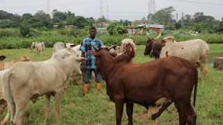 "From Pasture to Profit:A Father -Son Team's Journey in the Cattle Industry"