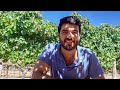 Harvest2021  ask the winemaker