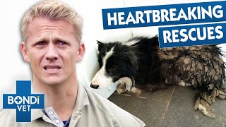 Most Challenging Pet Rescues! 😨 | Best Of Bondi Vet