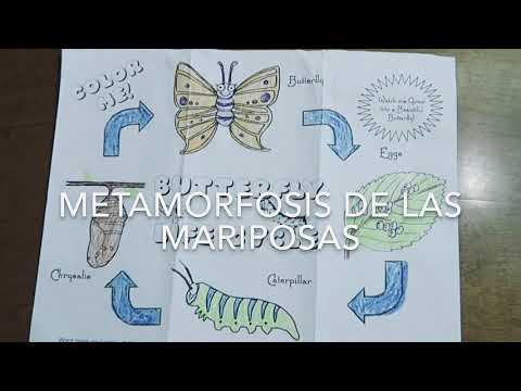 Metamorfosis de la mariposa Dama pintada