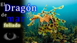El dragón de mar foliado: El camuflaje perfecto.