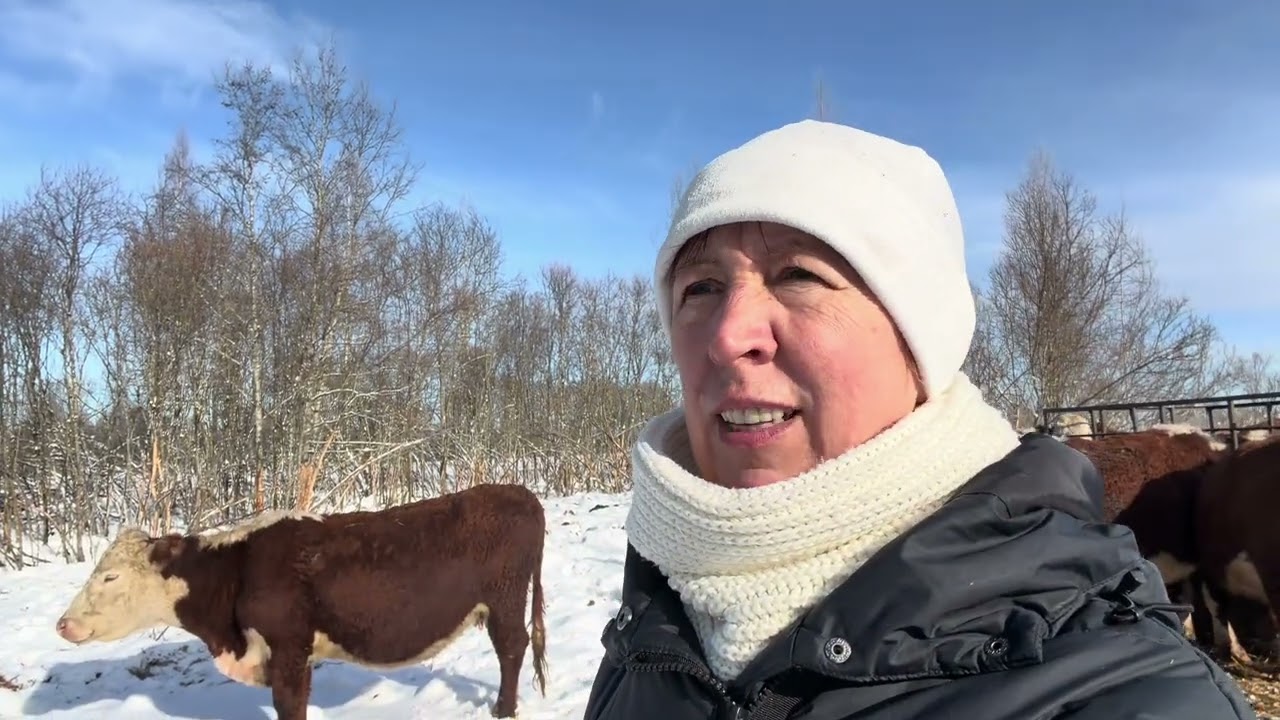 Наш проблемный февраль #герефорд #корова #хозяйство #проблема #фермер #работа #зима #животные #люди 