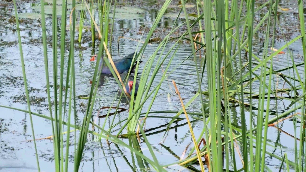 นกอีโก้งกำลังกินอาหารเช้า (Purple Swamphen) 