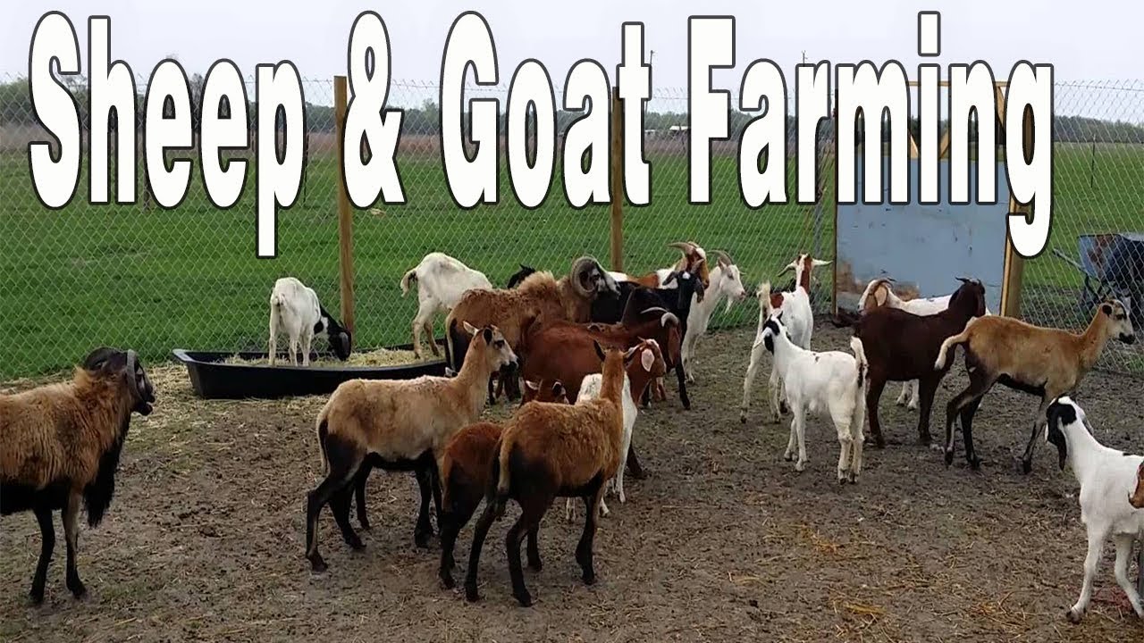 Image result for sheep and goat farm