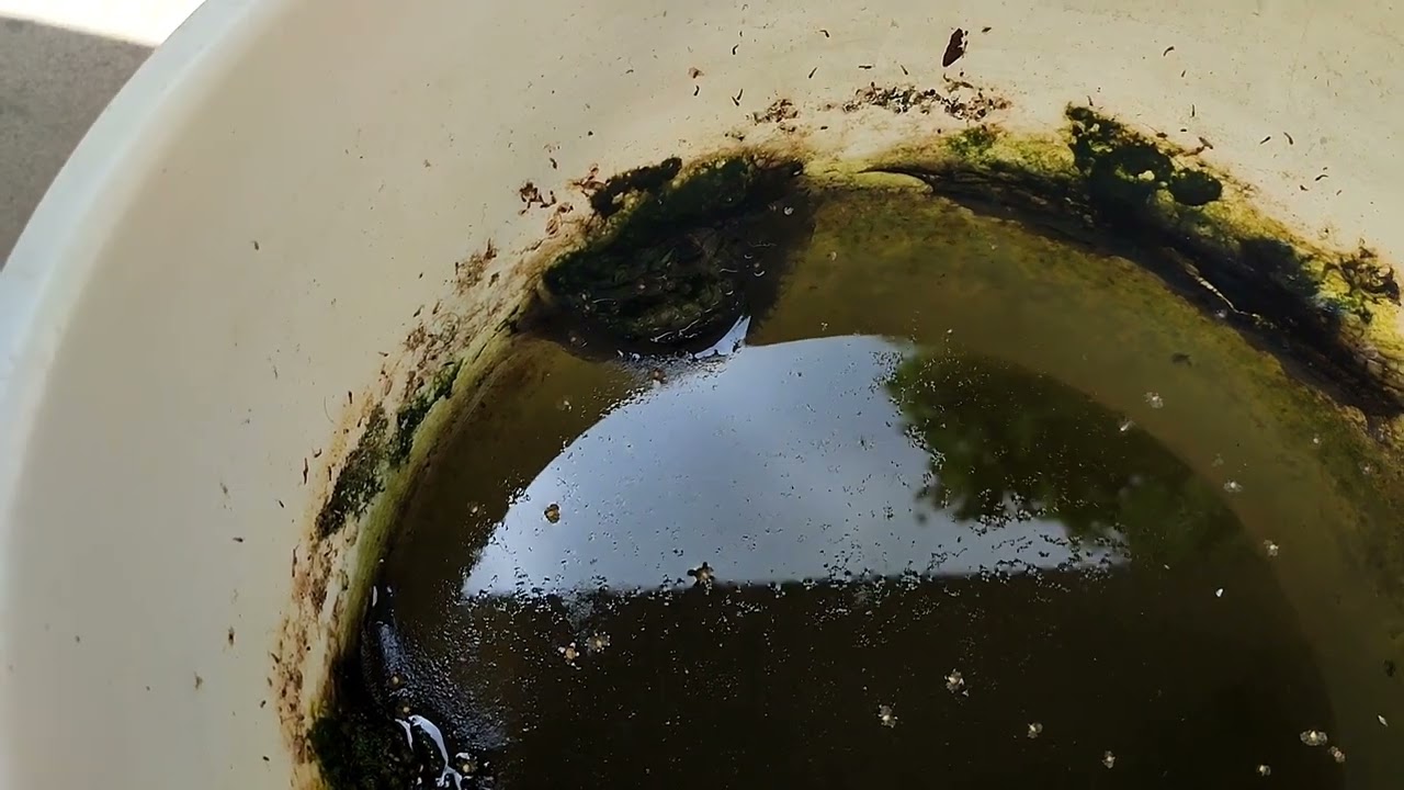 su piresi 2--SU PİRELERİ ÇOĞALDI--AKVARYUM BALIKLARI