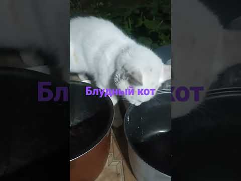 Блудный кот//на улице