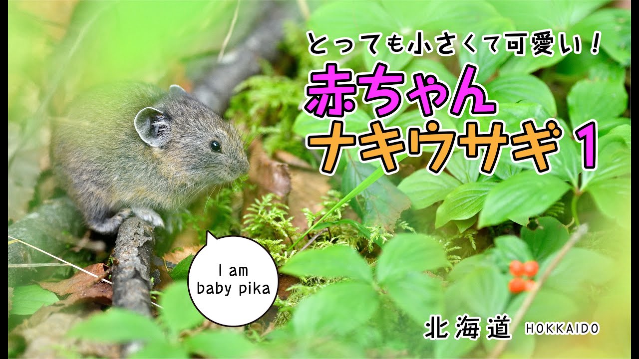 とっても小さくて可愛い 赤ちゃんナキウサギ 4k Baby Pika Youtube