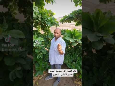 مزرعة أشجار اللوز في البحرين البحرين الخليج العربي زراعة 