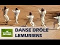 Danse lémuriens très drôle - ZAPPING SAUVAGE 21