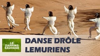 Danse lémuriens très drôle  ZAPPING SAUVAGE 21