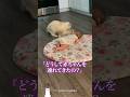バカみたいにうちの子が可愛いw バカみたいにうちの子が可愛いw