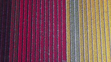 Bollenvelden in de Kop van Noord Holland - Koningsdag 26 april 2025