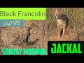 Black Francolin and jackal this morning in #potohar