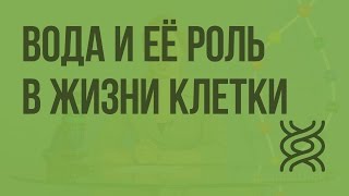 видео АТФ и ее роль в обмене веществ