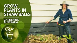 An instant raised bed — use straw bales to grow plants and vegetables