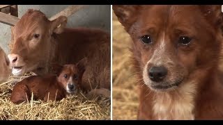 Perrito llora al separarse de la vaca que lo crió ✅