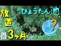 大掃除から3カ月放置したひょうたん池、ガサガサしたところ…あれ、この魚は？