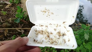 Dạo đập sở nhì, câu cá cùng Ba 29/11/2020 (Bình Long)