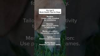 5 Must-Know Tips To Keep Your Dog’s Brain Sharp #Seniordogsrock