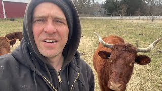 My Biggest Mistake Raising Grass-fed Beef