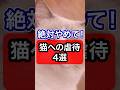 絶対やめて！猫への虐待4選を獣医師が解説 #保護猫 #猫のいる暮らし #猫 #ネコ #ねこ #獣医師