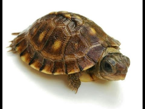 Video: Box Turtle - Terrapene Carolina Reptile Breed Hypoallergenic, Health And Life Span