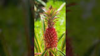 Tsk Tsk Tsk Says The Red Pineapple