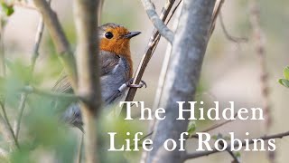 The Hidden Life of Robins