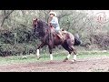 Caballo Bailador Pura Raza Azteca - Club Ecuestre SM -