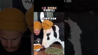 소를 집 안에서 키워봤더니 #동물 #유머