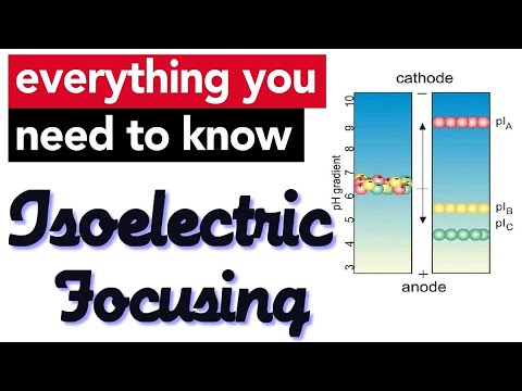 Video: Differenza Tra Chromatofocusing E Isoelectric Focusing
