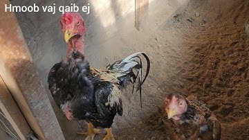 update kuv cov qaib ej rau cov phooj ywg tau saib ua si