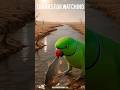 “Parrot Saves Starving Animals by Cooking Fish Over Fire 😱🔥 | AI Animation”#ai #parrot
