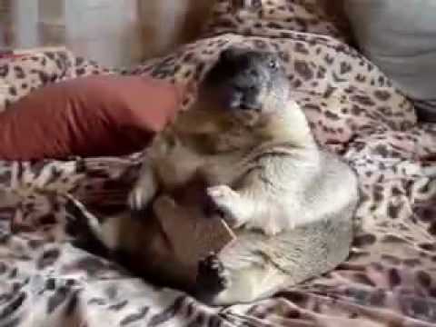 Fat Marmot Eats Graham Cracker - funny jokes about