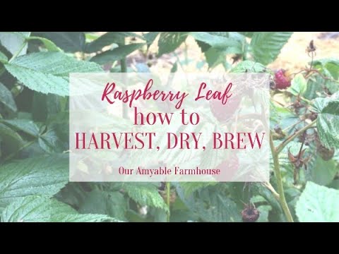 Video: Teplukning af hindbærblade: Tips til høst af røde hindbærblade