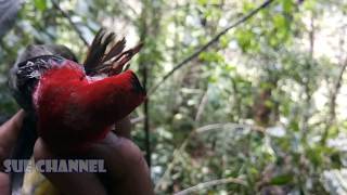 Pikat Burung Kolibri sepah raja di hutan seru banget