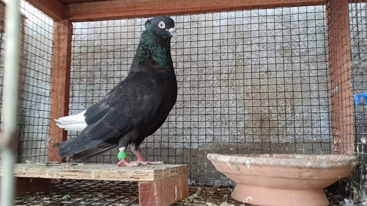 কালাসবুজ, সাদ্দুম,কালোজিরা, সৌখিন পায়রা লাগলে যোগাযোগ ,ফোন 9836363184 দিপবেন্দু দা বেহালা, #pigeon 