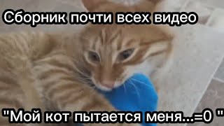 Сборник почти всех видео &quot;мой кот пытается меня...=0&quot;