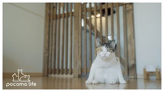 [ENG SUB]I make a new fence to prevent mischief of my big eater cat.【DIY with rent house】