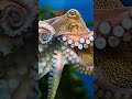 octopus ke 3 dil hote hain 😱. #facts #factsinhindi #viral #shortvideo #shorts #dailyfacts