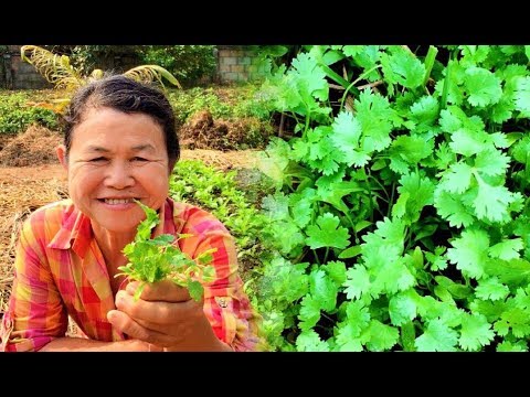 Video: Skyggetolerante grønnsaker - Dyrking av grønnsaker i en skyggefull hage