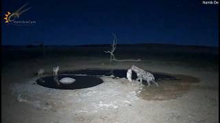 Hyena Defends Its Midnight Meal at the Waterhole 🐾