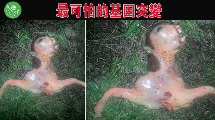 见过丁丁长在脸上吗？在大自然里的基因突变的动物！在印度都可以封神，从恐怖片里走出来的畸形生物【探索旅行号】 - 天天要闻