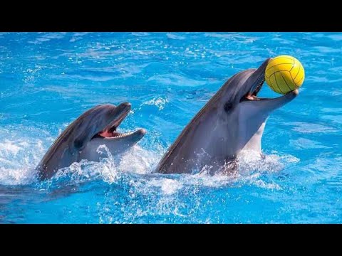 Amazing Dolphins and Seal Show |Dubai Dolphinarium