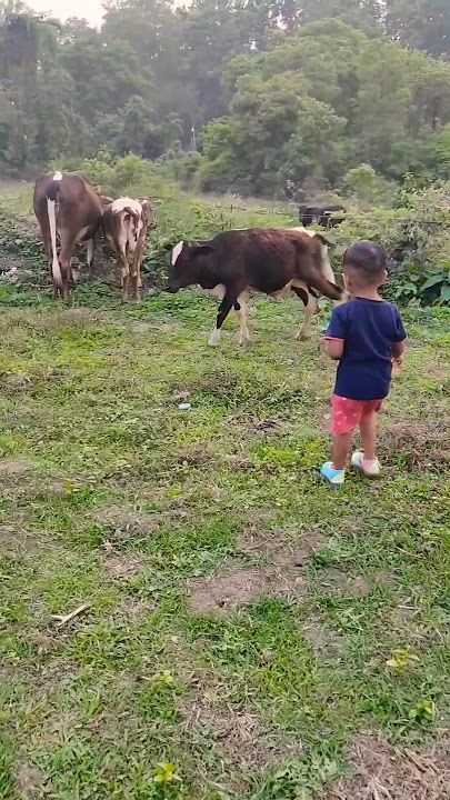 Cow🐄& Ishu' 🧚#cowvideos #animals #ytshorts