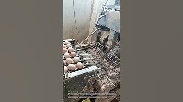 Eggs processing for beginners: a simple guide to processing eggs