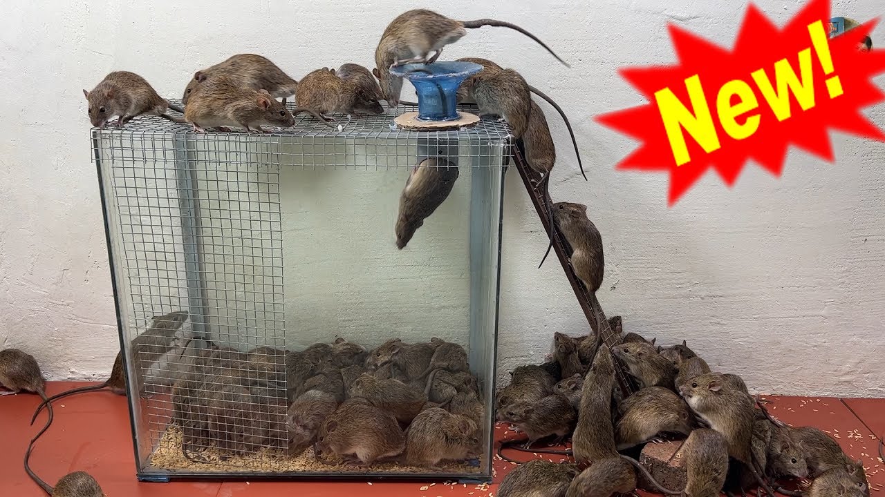 The world's best mousetrap idea 🐭 mouse trap video.