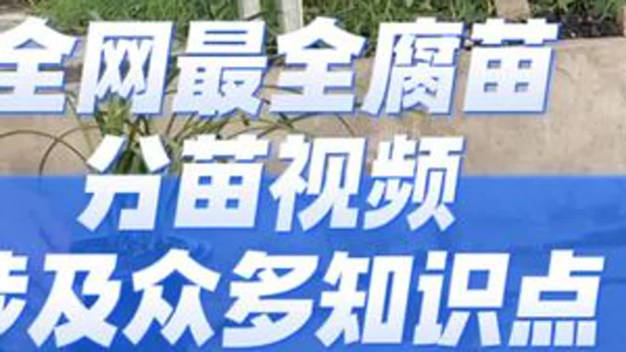 全网最全腐苗分苗视频，知识点众多 #创作灵感 #兰花 #阳台养兰
