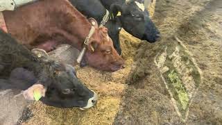 Martin Ryan talks about his experience with Precision Microbes silage additive