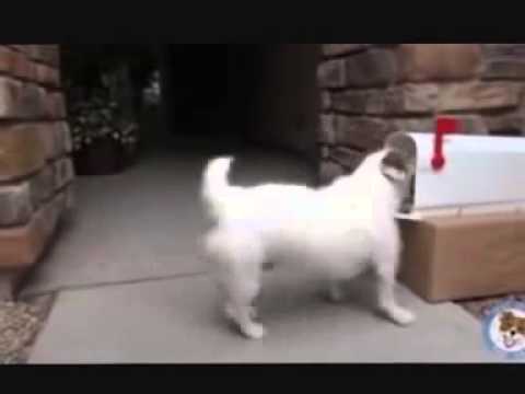 الفيديو الذي أبكى نصف بنات العالم | champion breeds